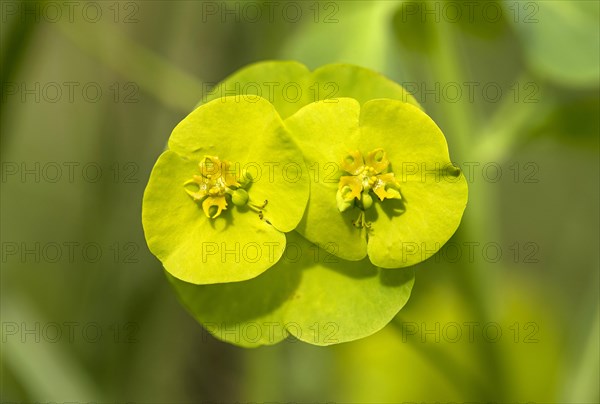 Blue euphorbia