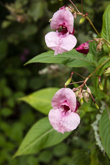 Himalayan balsam