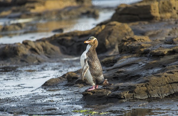 Yellow-eyed penguin