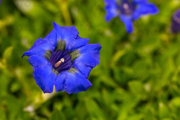 Blue gentian