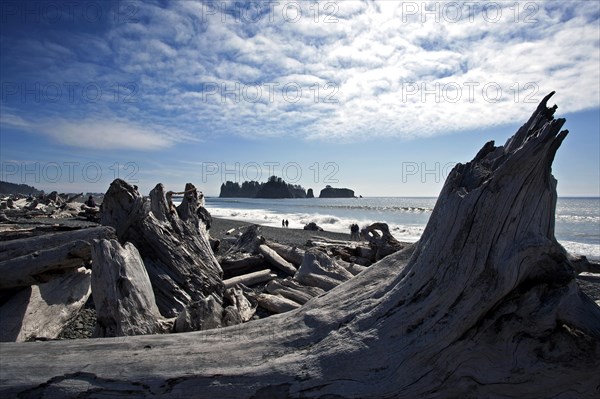 Driftwood at Rialto Beach near La Push