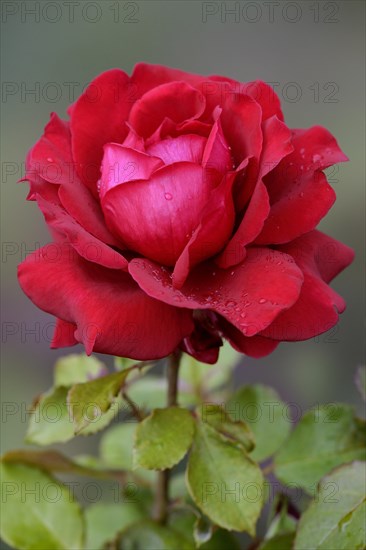 Hybrid tea rose