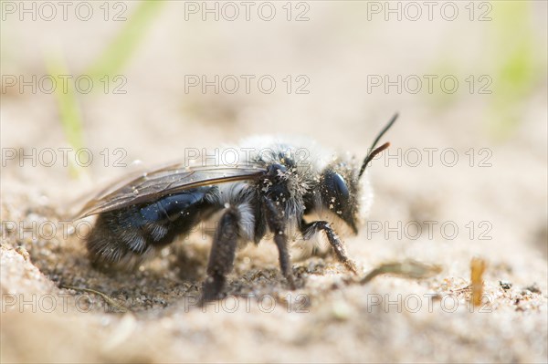 Ashy Mining Bee