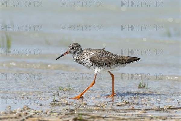 Common redshank