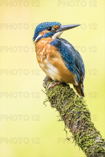 Kingfisher