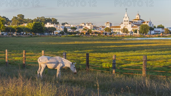 White horse