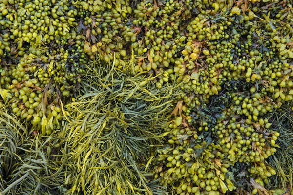 Various marine algae