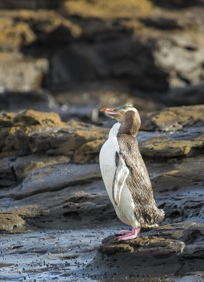 Yellow-eyed penguin