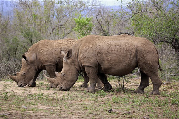 White rhinoceroses