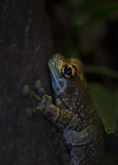 Mission golden-eyed tree frog