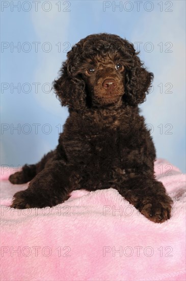 Miniature poodle