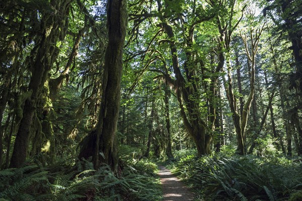 Vegetation at Kestner Homestead Trail