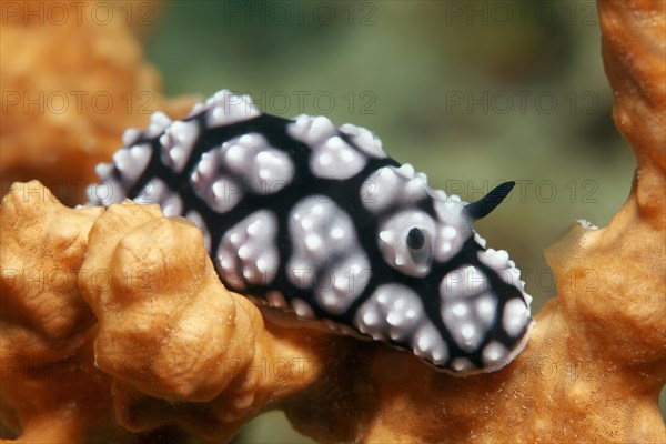 Phyllidiella pustulosa crawling over sponge