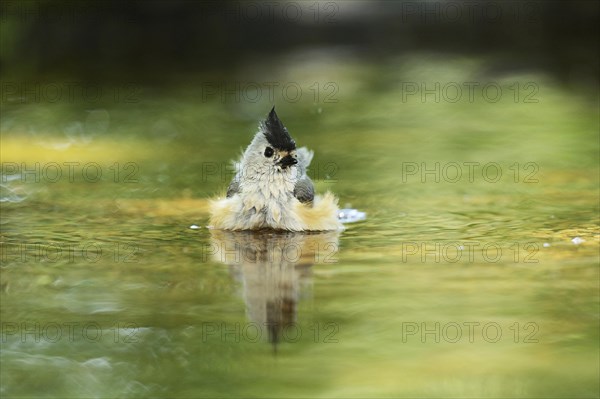 Black-crested Titmouse