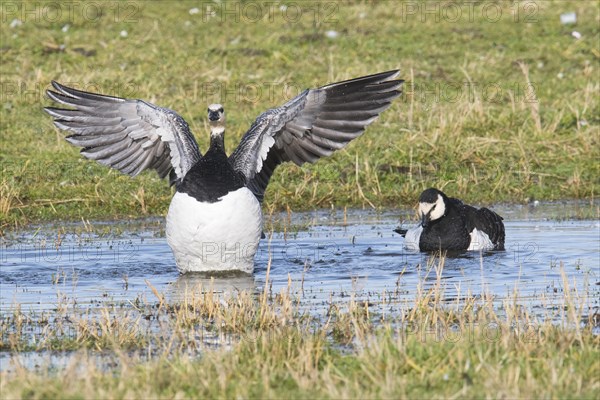 Barnacle geese