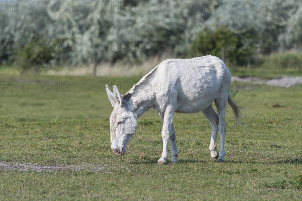 Austria-Hungarian white donkey