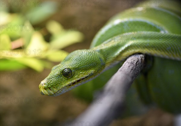 Green Tree Python