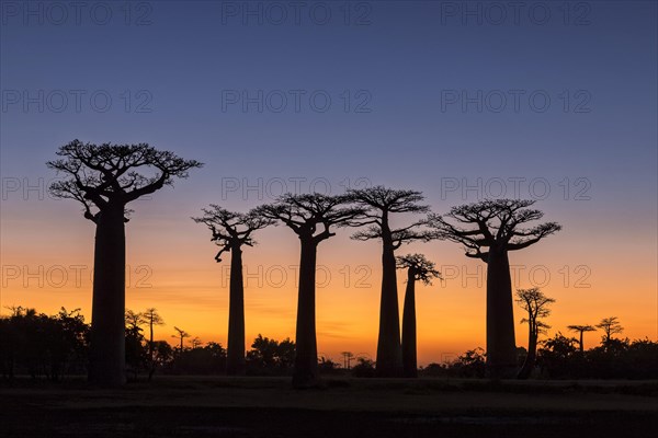 Baobab Avenue