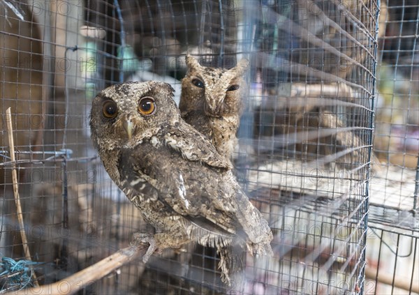Cage with two owls