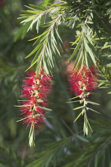 Red blossoming Bottlebrush