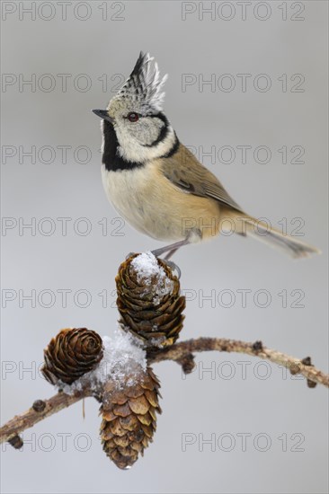 Crested tit