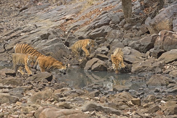 Bengal tigers