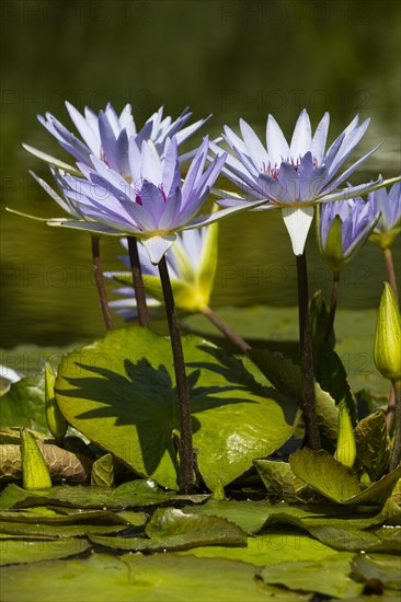 Cape blue water lilies