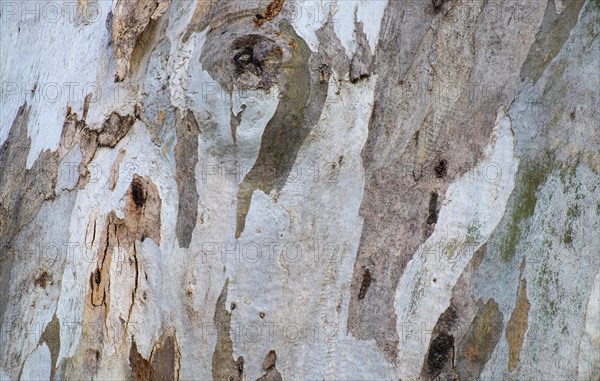 Bark of eucalyptus tree