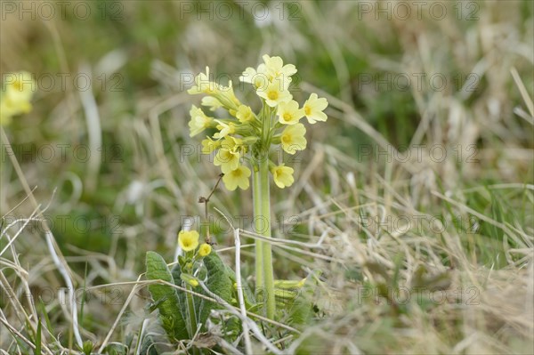 Yellow flowering True oxlip