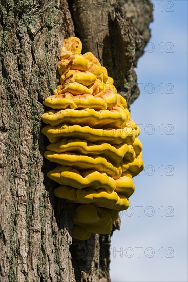 Sulphur polypore