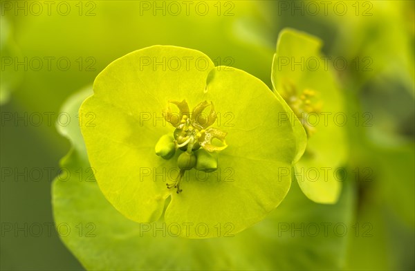 Blue euphorbia