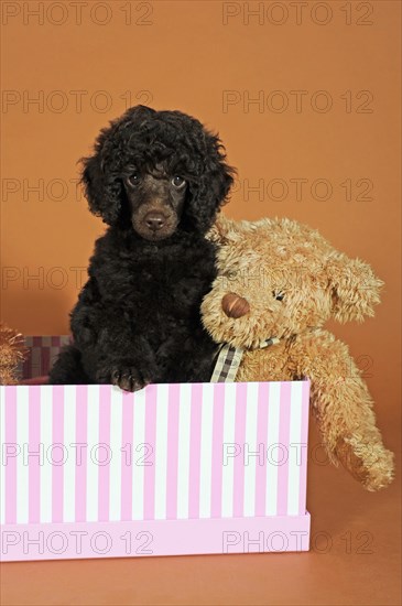 Miniature poodle