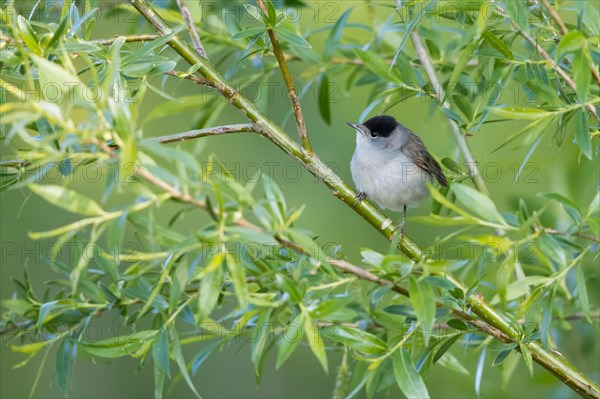 Blackcap