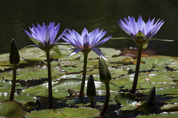 Cape blue water lilies