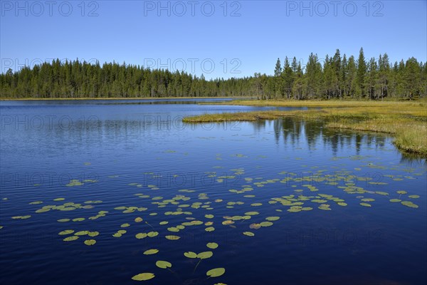 Forest lake