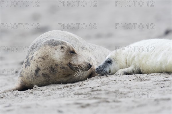 Grey seal