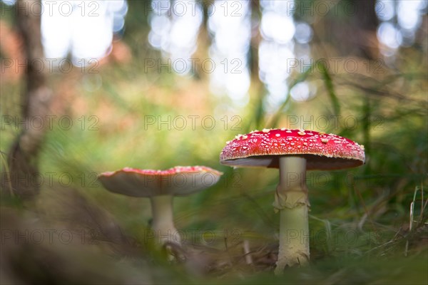 Fly agaric