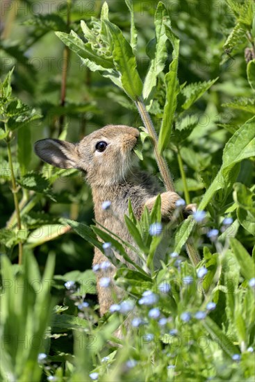 European rabbit