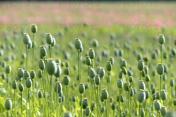 Opium poppy