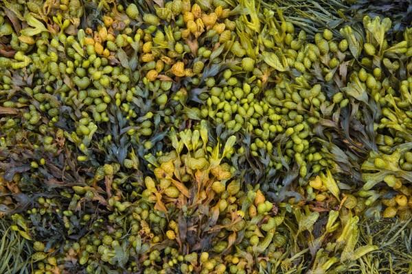 Various marine algae