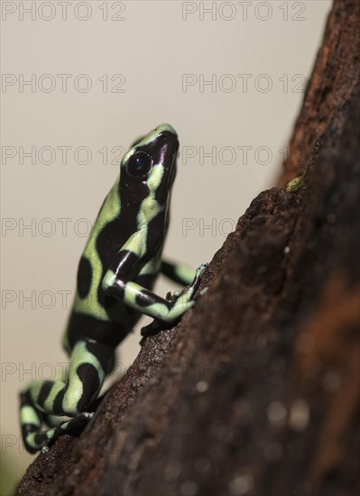 Green and black poison dart frog