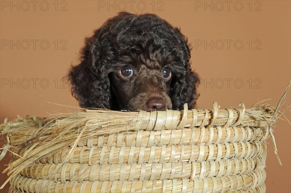 Miniature poodle