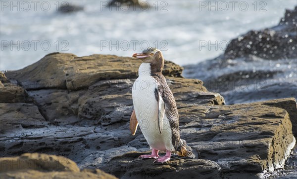 Yellow-eyed penguin