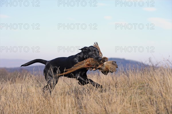 Labrador Retriever