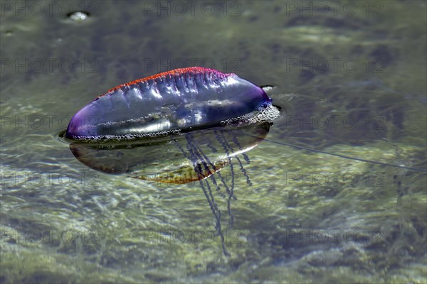 Portuguese Man O' War