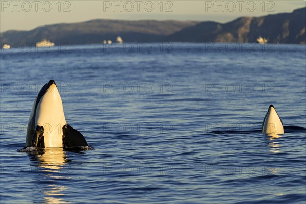 Orcas or killer whales