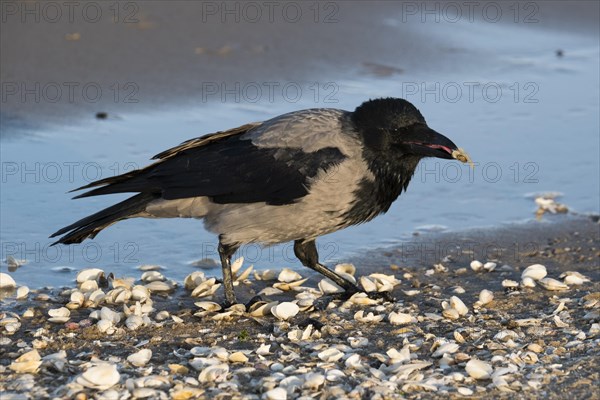 Hooded crow