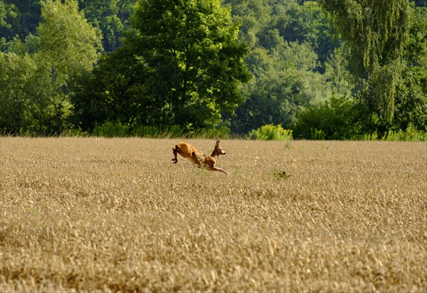 Deer jumps in the grain field