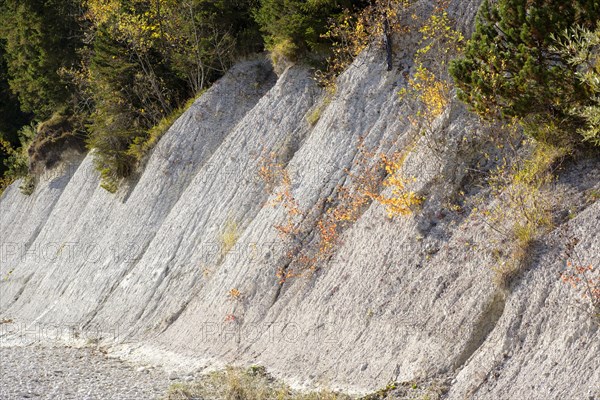 Nagelfluh or conglomerate on the banks of the Isar