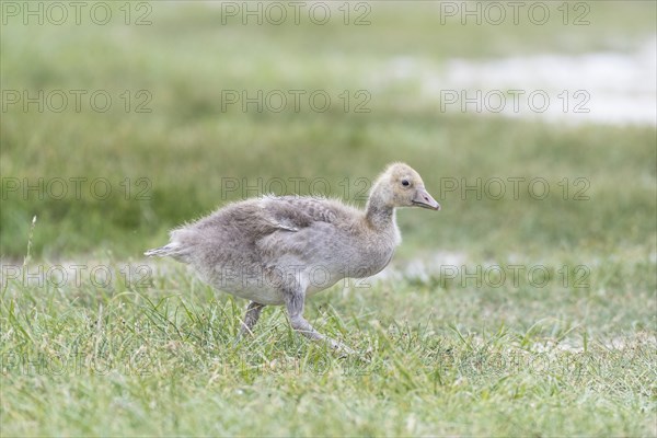 Young greylag goose
